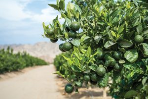 Manuelita evalúa su potencial productivo en mandarinas