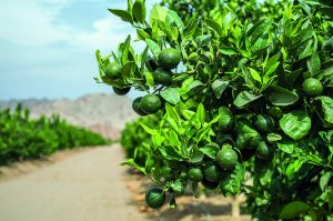 Tres manejos clave para lograr mandarinas de mayor calibre