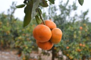 Exportación peruana de mandarinas a Europa se redujo en 25%