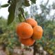 Exportación peruana de mandarinas a Europa se redujo en 25%