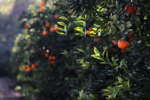 Científicos españoles desarrollan una tecnología que combate a los vectores del HLB y Mal de Panamá