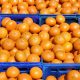 Estrategias para obtener un huerto de mandarinas más productivo y con frutas de calidad