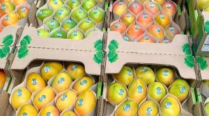 Mango de azúcar colombiano llegará a Estados Unidos a partir de marzo