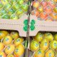 Mango de azúcar colombiano llegará a Estados Unidos a partir de marzo