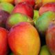 Exportaciones de mango de Latinoamérica a Estados Unidos continúan al alza