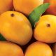 Aspectos claves en el proceso de maduración de poscosecha del mango