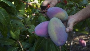 Mango: utilizan insectos benéficos para controlar la cochinilla blanca