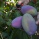 Mango: utilizan insectos benéficos para controlar la cochinilla blanca
