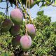 Campaña de mango cerrará con volúmen récord de exportación