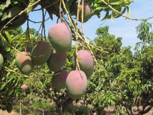 España: la producción mango y chirimoya se mantendrá