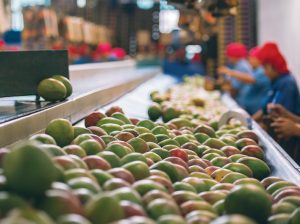 “El promedio a futuro será de 200,000 toneladas de mango”