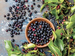 Maqui un negocio millonario que apuesta por masificarse