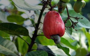 Colombia: hay 6,000 hectáreas de marañón sembradas en el país