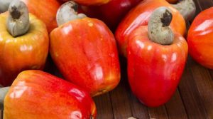 El marañón se convierte en una alternativa promisoria para el campo colombiano