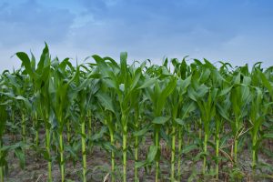 El maíz se sobrefertiliza y subfertiliza ¡Al mismo tiempo!