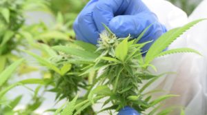 Medcann Pharma y Fasplan firmaron alianza para fitomejoramiento de cannabis