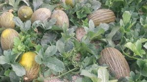 Producción de melón en el mundo llegó a más de 28.000 millones de kilos