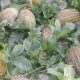Producción de melón en el mundo llegó a más de 28.000 millones de kilos