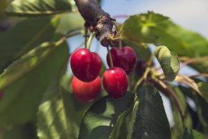 Materia orgánica: una alternativa eficaz para mejorar los suelos agrícolas