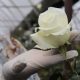 Midagri lanza el Plan de Desarrollo de la Cadena de Flores al 2030