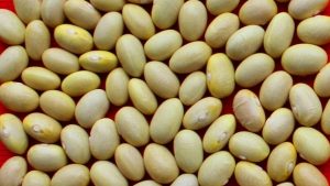 Científicos exploran potencial del frijol para elaborar harina