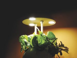 Horticultura urbana y de autoconsumo