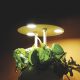 Horticultura urbana y de autoconsumo