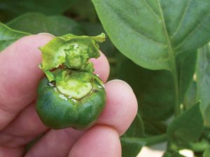 MIP una estrategia dinámica para el control de plagas en capsicum