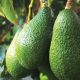 Avances en manejo integrado de plagas en el cultivo del palto en la irrigación de Chavimochic