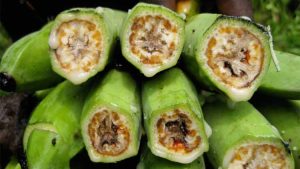 Colombia: ejecutarán plan de acción para erradicar el moko del plátano