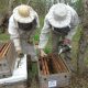 Estudio analiza los principales factores que inciden sobre la productividad de las abejas melíferas
