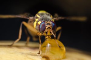 Con biofábrica de producción de moscas estériles se combate a la Mosca de la Fruta, principal plaga que ataca al mango