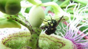 Moscas de la fruta: identifican nuevos registros en los Llanos Orientales