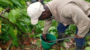 Proyecto Clima-LoCa: estrategia para realizar muestreos de cacao en Colombia