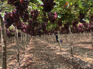 Uvas del Valle del Cauca buscan conquistar Europa