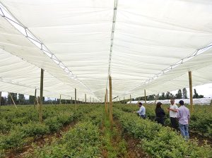 Cubiertas de frutales en Chile en la actualidad