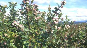 Desarrollan nueva variedad de arándano apta para Colombia