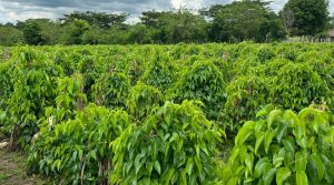 Buscan fortalecer el cultivo de ñame en el Caribe colombiano facilitando el acceso a su semilla