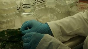 Con nanopartículas buscan controlar “la gotera” en cultivos de café