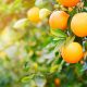 La naranja peruana rompe un nuevo récord de exportación