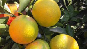 El cambio climático afectó la producción de naranja en Veracruz