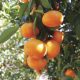 “Las clementinas son el siguiente desafío para el Perú”