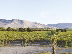 Uva en un territorio que será conquistado por otros cultivos