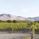 Uva en un territorio que será conquistado por otros cultivos
