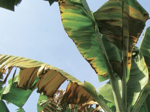 Síntomas, identificación y alternativas frente a la marchitez por Fusarium en banano orgánico