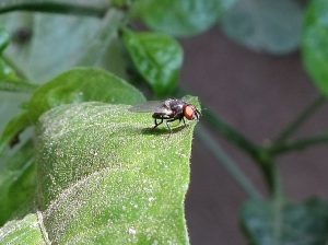 Avances en la identificación molecular de las especies de Neosilba (Diptera, Lonchaeidae) que afectan aL Capsicum