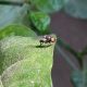 Avances en la identificación molecular de las especies de Neosilba (Diptera, Lonchaeidae) que afectan aL Capsicum