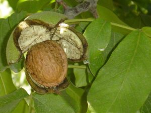 Consideraciones en el control de enfermedades infecciosas