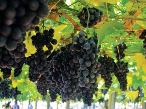 Predicción de botrytis en el norte