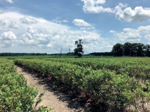 “Nuestras investigaciones buscan abaratar los costos en el área de fertilizantes”